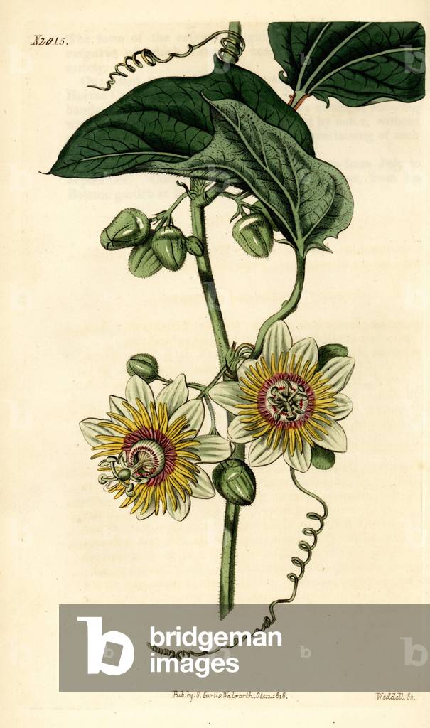 Passion flower, Passiflora holosericea. Handcoloured copperplate engraving by Weddell from Samuel Curtis' Botanical Magazine, London, 1818.