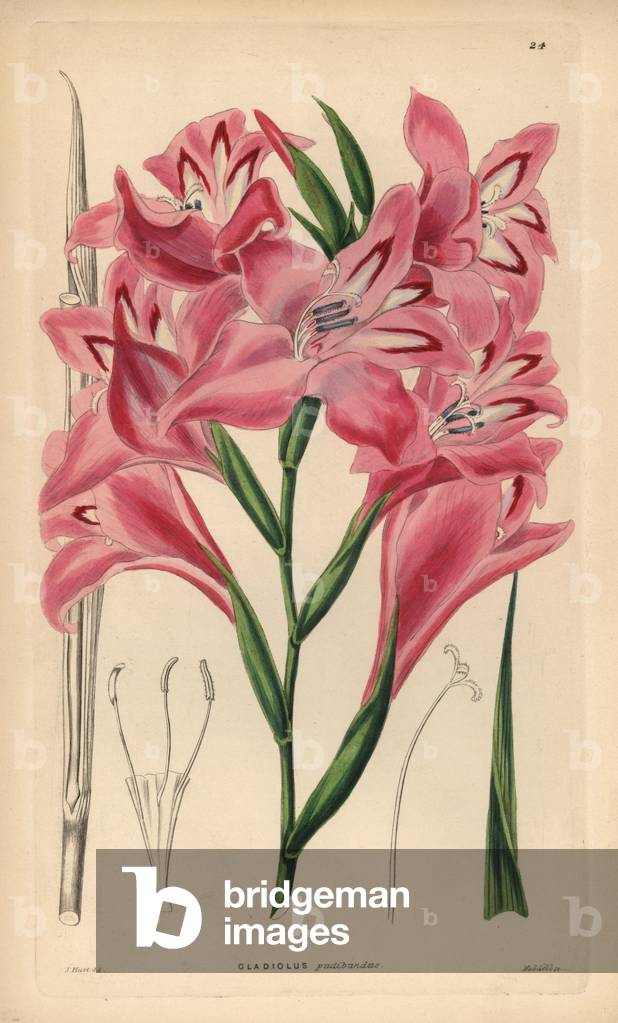 Glaieul - Blush-flowered cornflag hybrid, Gladiolus x pudibundus (Gladiolus cardinalus x Gladiolus blandus). H