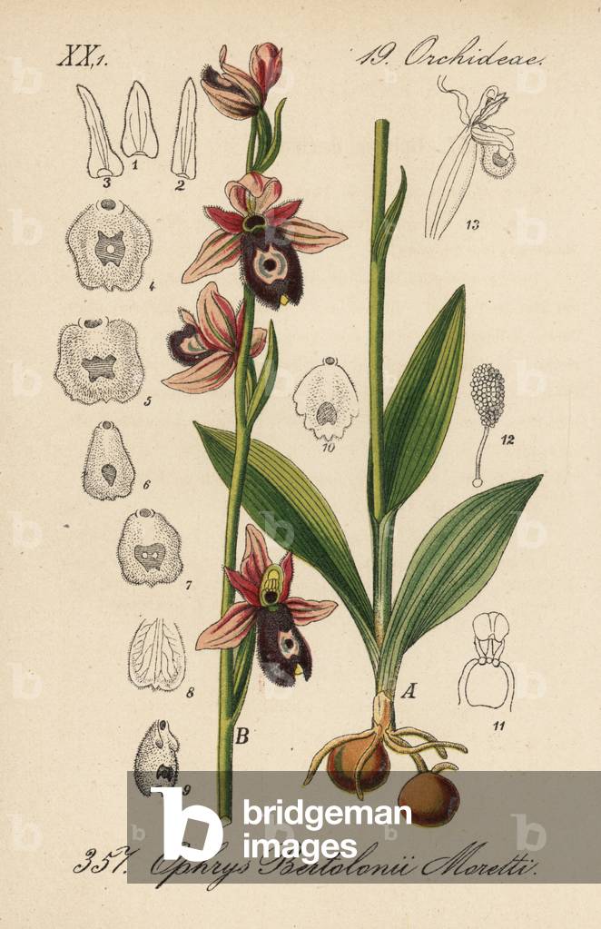 Ophrys aurelien - Bertoloni's bee orchid, Ophrys bertolonii. Handcoloured lithograph from Diederich von Schlechtendal's German Flora (Flora von Deutschland), Jena, 1871.