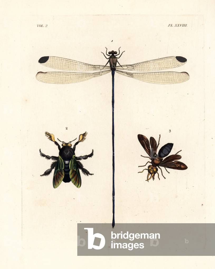 Helicopter damselfly, Mecistogaster lucretia 1, tropical carpenter bee, Xylocopa latipes 2, and potter wasp, Synagris cornuta, male 3. Handcoloured lithograph from John O. Westwood's new edition of Dru Drury's “” Illustrations of Exotic Entomology,”” Bohn, London, 1837.
