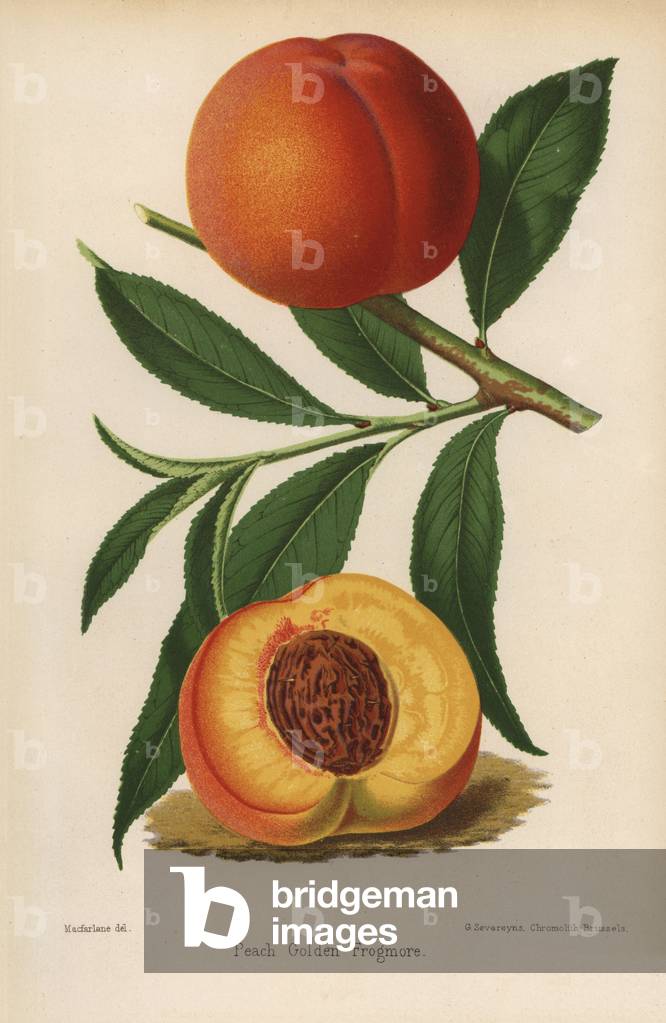 Golden frogmore fishing variete. Chromolithography drawn by Walter Hood Fitch, Miss E. Regel and J.L. Macfarlane, lithography by G.Severeyns and Stroobant, Belgium, published in Floriste et Pomologie, by Robert Hogg, published in London 1878 to 1884.