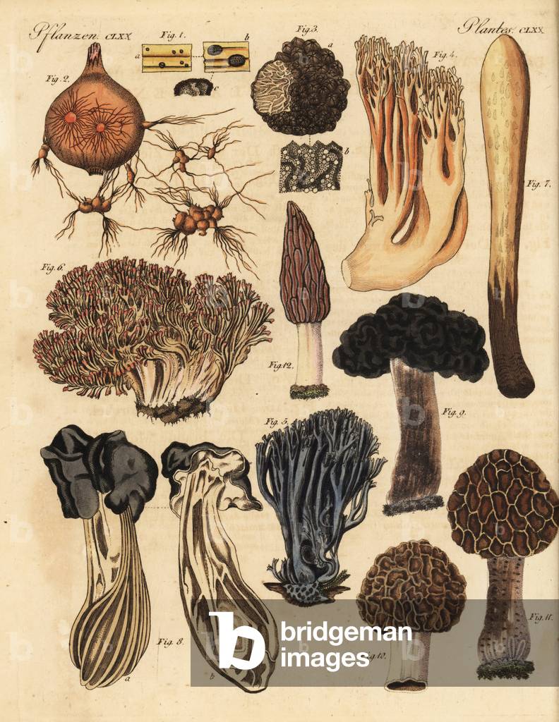 Sclerotium semen 1, Thanotophytum crocorum 2, truffle, Tuber cibarium 3, coral mushroom, Clavulina coralloides