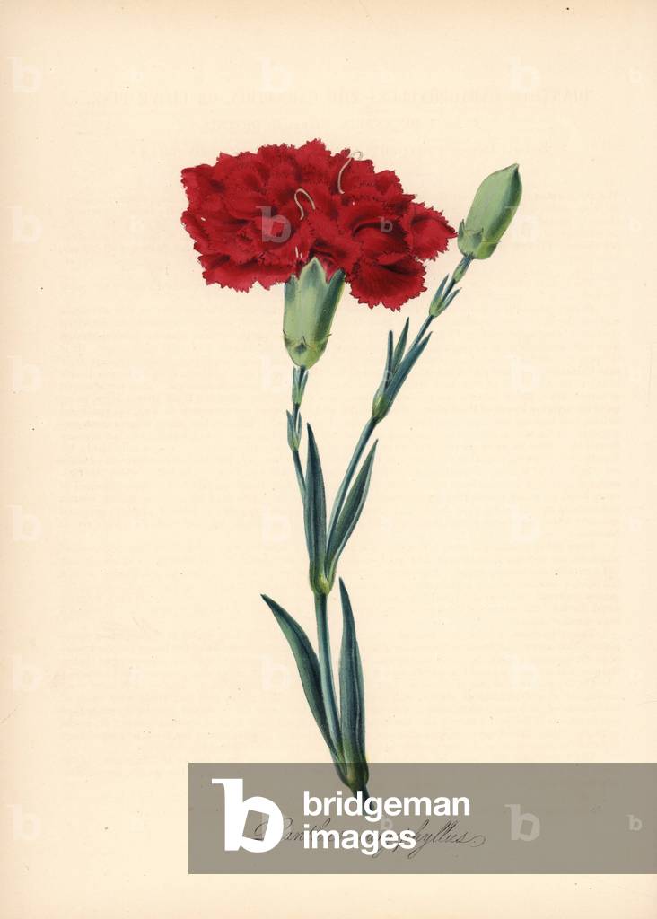 Carnation, Dianthus caryophyllus. Handcoloured zincograph by C. Chabot drawn by Miss M. A. Burnett from her “” Plantae Utiliores: or Illustrations of Useful Plants,”” Whittaker, London, 1842. Miss Burnett drew the botanical illustrations, but the text was chiefly by her late brother, British botanist Gilbert Thomas Burnett (1800-1835).