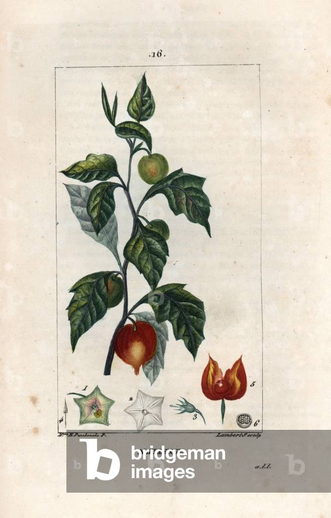 Alkekenge or lantern or love in cage - Engraving by Lambert fils, after a drawing by Ernestine Panckoucke (1784-1860), from La flore medicale, by Chaumeton, Poiret et Chamberet, Paris 1830 - Chinese lantern or winter cherry, Physalis alkekengi - Engraving by Lambert Junior from a drawing by E - Panckoucke from Chaumeton, Poiret and Chamberet's “” La Flore Medicale,” Paris, Panckoucke, 1830 -