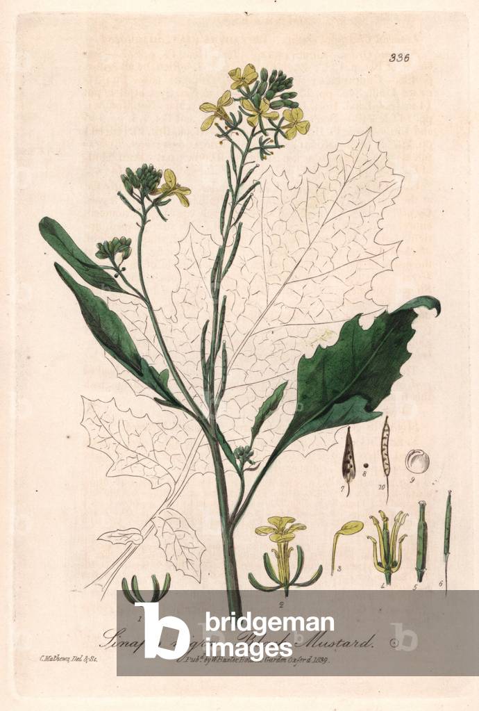 Sinapis nigra - Botanical Plate by Isaac Russell, engraved by Charles Matthews, taken from “English Botanical Phenomenes” by William Baxter (1788-1871), 1837