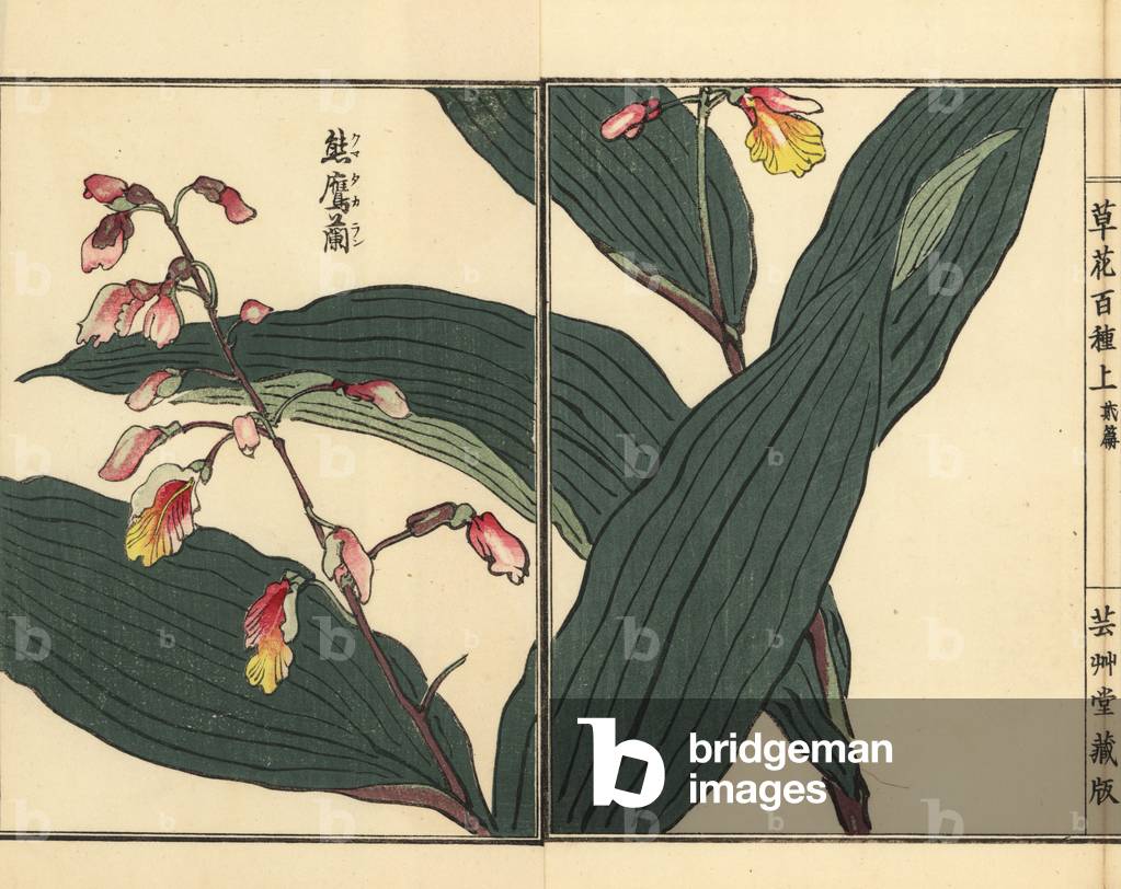 Kumataka or kokei ran orchid, Oreorchis patens. Handcoloured woodblock print by Kono Bairei from Kusa Bana Hyakushu (One Hundred Varieties of Flowers), Tokyo, Yamada, 1901.