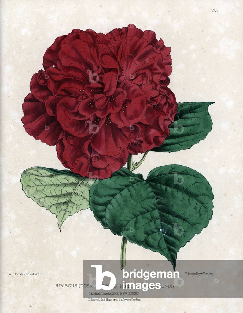 Crimson red hibiscus variete, rosa sinensis miniatus semi plenus type. Lithograph by Worthington G.Smith (1835-1917), published in Floral Magazine, 1872, edited by Henry Honywood Dombrain (1818-1905).