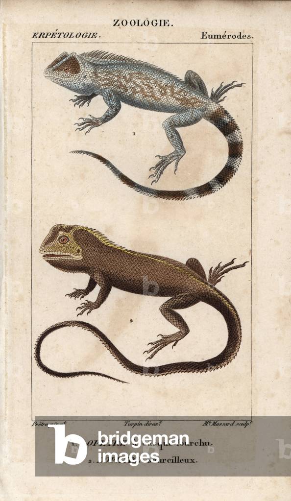Lyreshead lizard, forked helmet lophyry, Lyriocephalus scutatus, and brown tree climber, eyebrow lophyry, Uranoscodon superciliosus. Handcoloured copperplate stipple engraving from Jussieu's “” Dictionary of Natural Sciences”” 1816-1830. The volumes on fish and reptiles were edited by Hippolyte Cloquet, natural historian and doctor of medicine. Illustration by J.G. Pretre, engraved by Madame Massard, directed by Turpin, and published by F. G. Levrault.