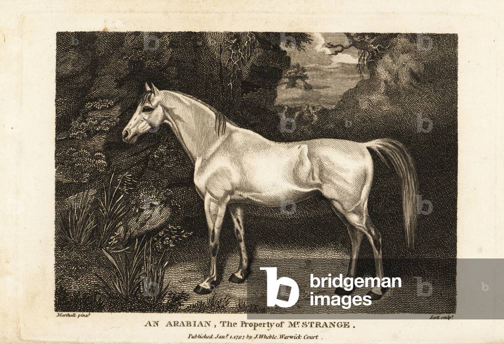 Portrait of an arabian thoroughbred racehorse