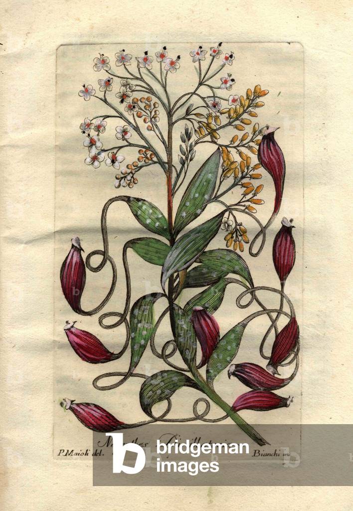 Variete of Nepenthes (Nepenthes distillatoria), tropical carnivorous plant has urn-shaped traps with a lid to trap prey. Description of a liana with leaves, flowers with different stages of maturity and foliar growths at the extremity of the leaves. Eau forte en couleurs, drawing by P.Maioli (or Majoli), engraving by Giuseppe Bianchi, published in 1786, in Decade of Curious and Elegant Trees and Plants (new edition), by John Hill.