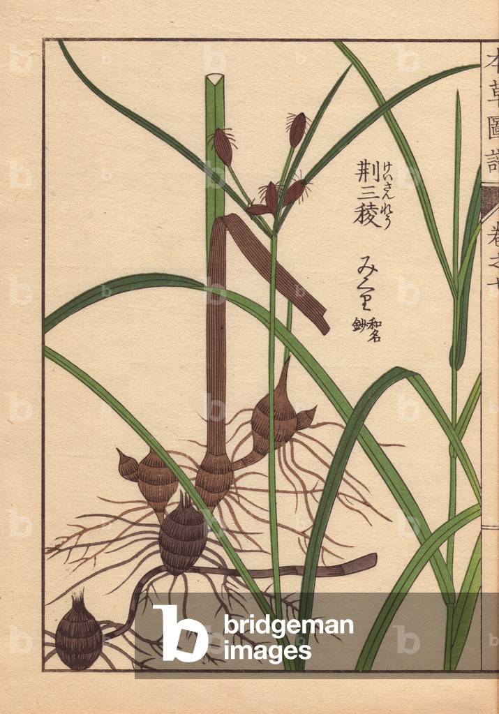 Rhizome and root of the alkali bulrush, Scirpus maritimus L (Cyperaceae)