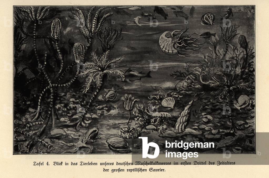 Extinct marine life in the first third of the Mesosoic.