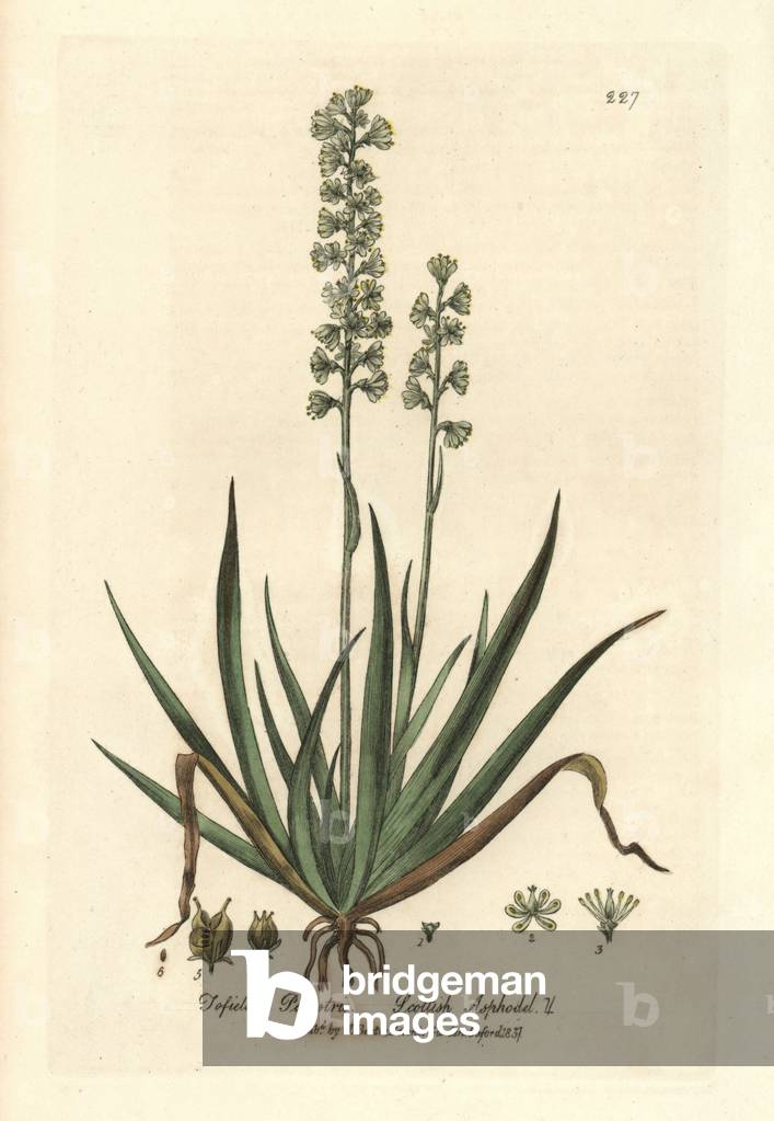 Tofieldie a calicle - Scottish asphodel, Tofieldia palustris - Handcoloured copperplate engraving from William Baxter's “” British Phaenogamous Botany”” 1837