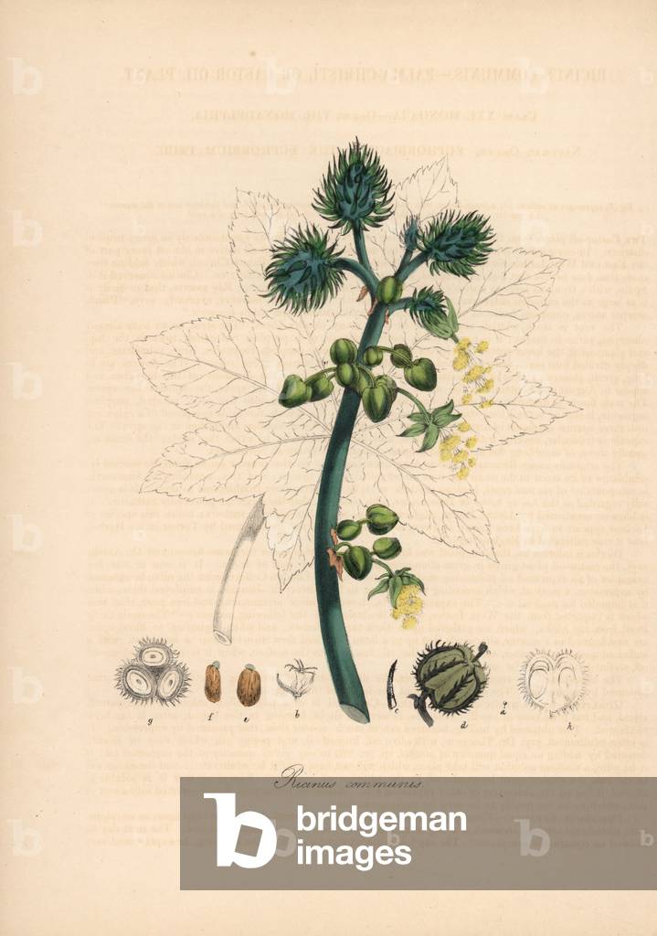 Castor - Castor oil plant, Ricinus communis. Handcoloured zincograph by C. Chabot drawn by Miss M. A. Burnett from her “” Plantae Utiliores: or Illustrations of Useful Plants,”” Whittaker, London, 1842. Miss Burnett drew the botanical illustrations, but the text was chiefly by her late brother, British botanist Gilbert Thomas Burnett (1800-1835).