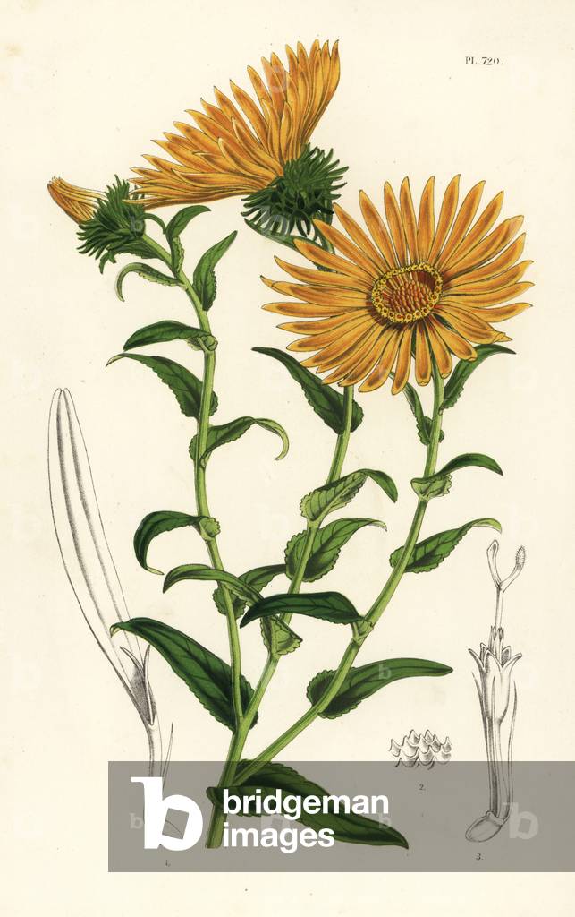 Grindelia grandiflora. Handcoloured lithograph from Louis van Houtte and Charles Lemaire's Flowers of the Gardens and Hothouses of Europe, Flore des Serres et des Jardins de l'Europe, Ghent, Belgium, 1851.