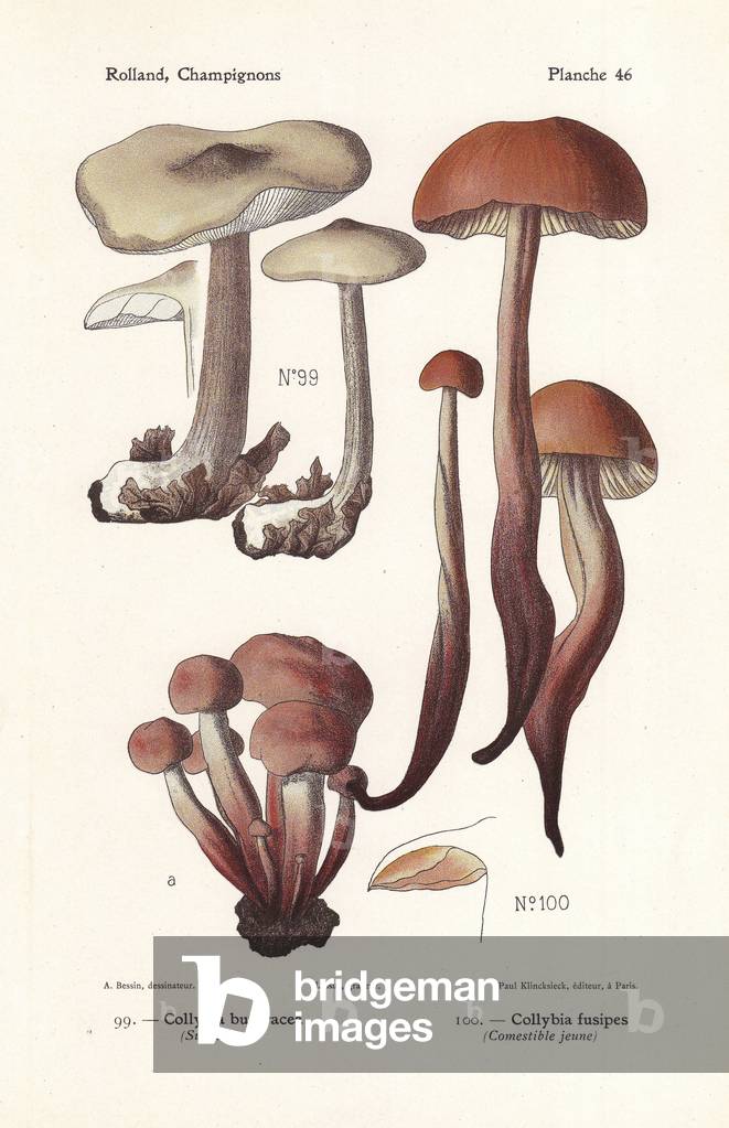 Buttery collybia, Collybia butyracea, and spindleshank mushroom, Gymnopus fusipes (Collybia fusipes). Chromolithograph by Lassus after an illustration by A. Bessin from Leon Rolland's Guide to Mushrooms from France, Switzerland and Belgium, Atlas des Mushrooms, Paul Klincksieck, Paris, 1910.