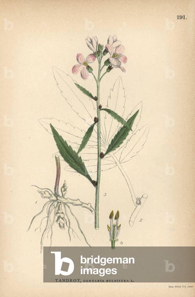 Coral root, Dentaria bulbifera