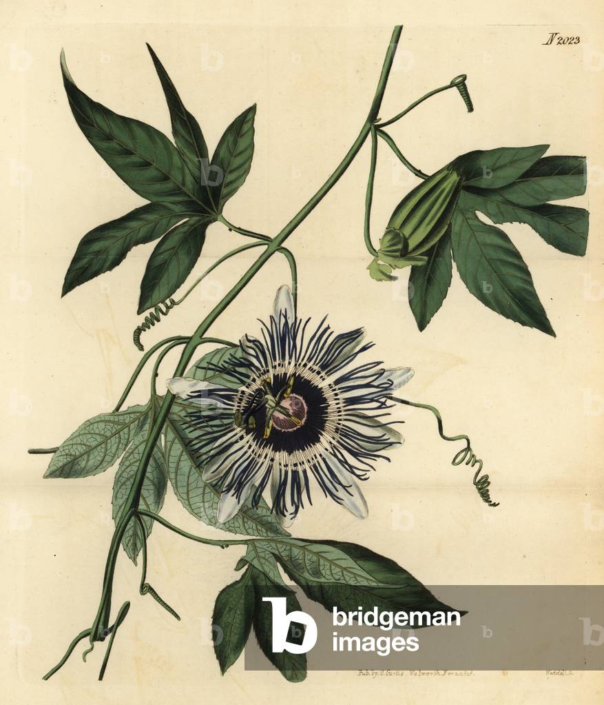 Passionflower, Passiflora filamentosa. Handcoloured copperplate engraving by Weddell from Samuel Curtis' Botanical Magazine, London, 1818.