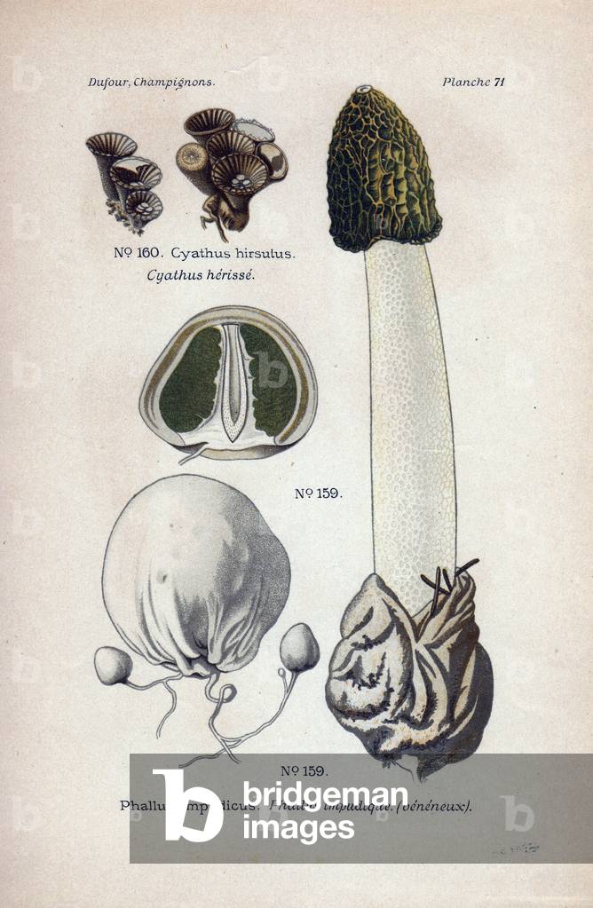 Description of fungi: Cyathus herisse and immorous Phalus (venenous). Chromolithography in Atlas of edible and venenous mushrooms, 1891, by Leon Marie Dufour (1862-1942), French mycologist.