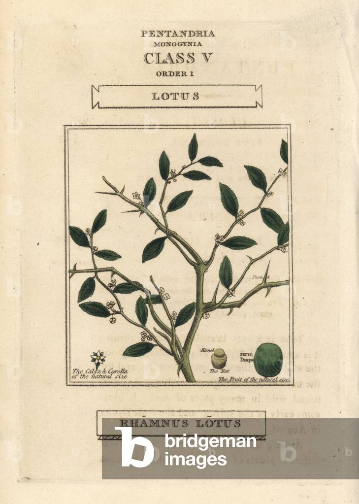 Jujube, Ziziphus lotus (Rhamnus lotus). Handcoloured copperplate engraving after an illustration by Richard Duppa from his The Clours and Orders of the Linnaean System of Botany, Longman, Hurst, London, 1816.