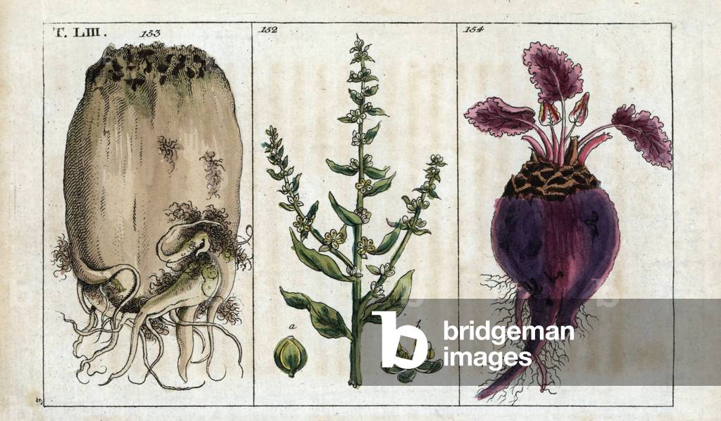 Botany: bette a cardes, periree a cardes rouge, beets - Chard leaves, Beta cicla 152, beet root, Beta vulgaris altissima, 153, and red beet root, Beta vulgaris rubra, 154. Handcoloured copperplate engraving from a drawing by B. Thanner from Johannes Zorn's “” Icons plantarum medicinalium,”” Germany, 1796. Zorn (1739-99) was a German pharmacist and botanist who travelled all over Europe searching for medicinal plants.