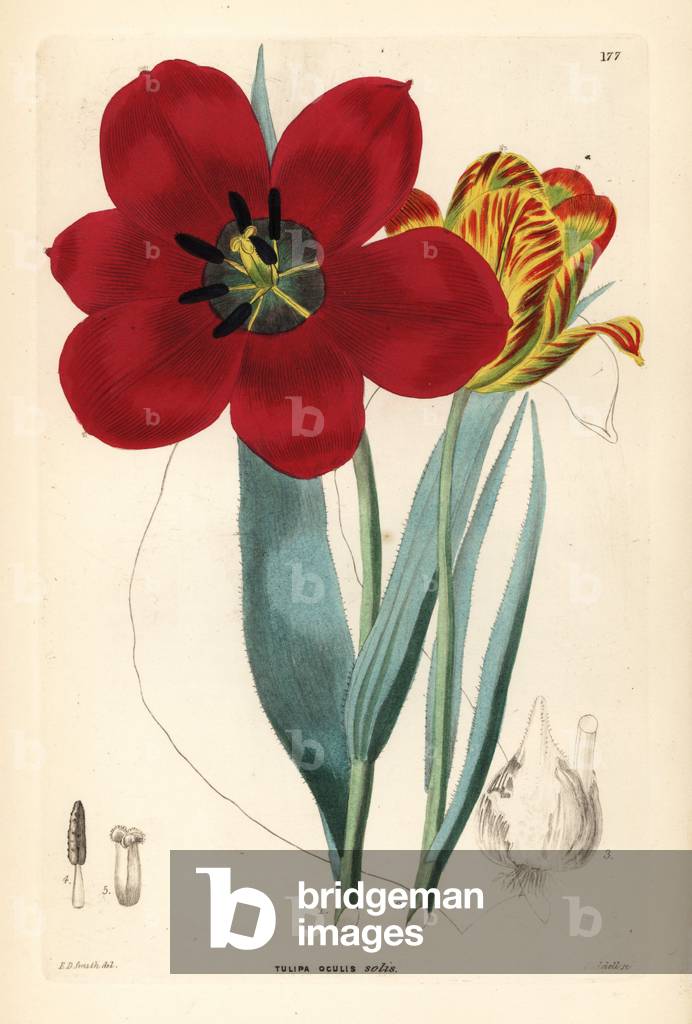Agen Tulip - Tulipa agenensis (Sun 's-eye tulip, Tulipa oculus-solis). Handcoloured copperplate engraving by W