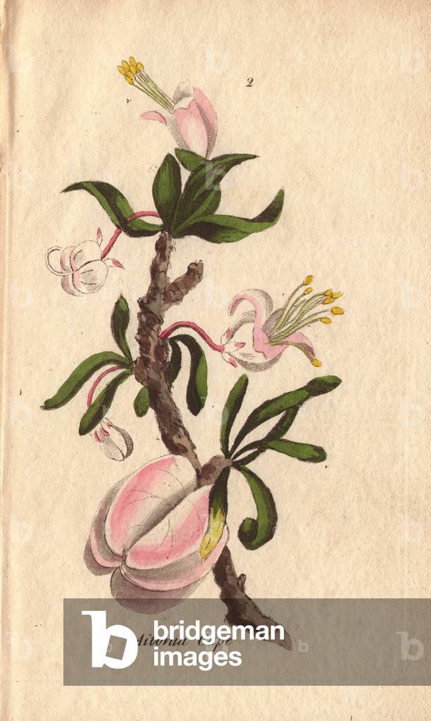 Cape Aitonia, Aitonia capensis