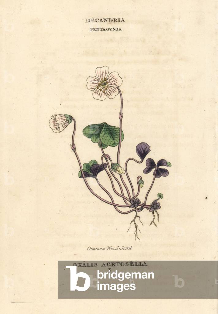 Common woodsorrel, Oxalis acetosella. Handcoloured copperplate engraving after an illustration by Richard Duppa from his The Clours and Orders of the Linnaean System of Botany, Longman, Hurst, London, 1816.