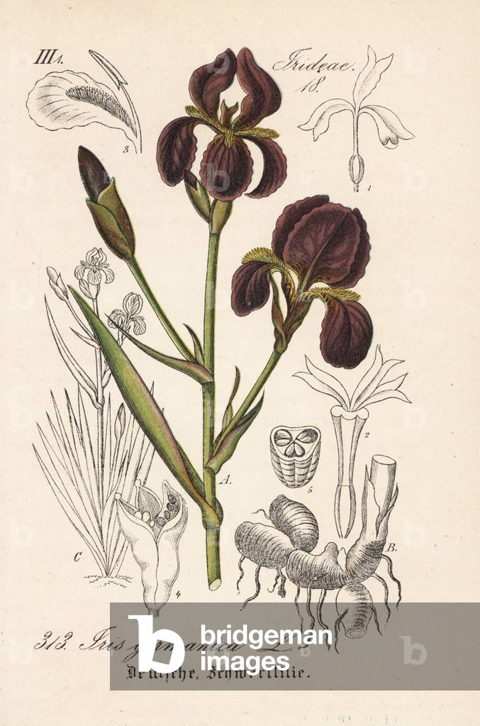 German iris or gardens - German iris, Iris germanica. Handcoloured lithograph from Diederich von Schlechtendal's German Flora (Flora von Deutschland), Jena, 1871.