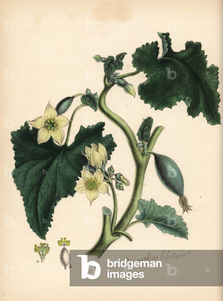 Donkey cucumber or donkey pickle, also called jumping pickle, devil cucumber, explosive cucumber, wild cucumber, momordic cucumber or ecbalie - Squirting cucumber or exploding cucumber, Ecballium elaterium (Momordica elaterium). Handcoloured zincograph by Chabots drawn by Miss M. A. Burnett from her “” Plantae Utiliores: or Illustrations of Useful Plants,”” Whittaker, London, 1842. Miss Burnett drew the botanical illustrations, but the text was chiefly by her late brother, British botanist Gilbert Thomas Burnett (1800-1835).