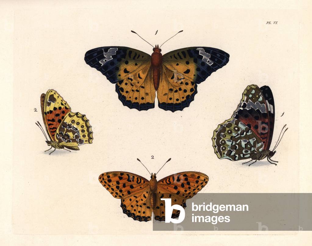 Indian fritillary butterfly, Argynnis hyperbius, female 1, male 2. Handcoloured lithograph from John O. Westwood's new edition of Dru Drury's “” Illustrations of Exotic Entomology,”” Bohn, London, 1837.