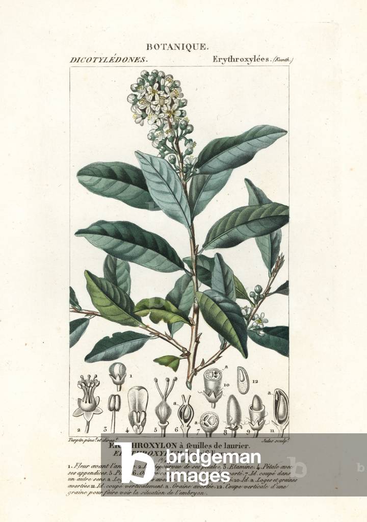 Erythroxylum laurifolium