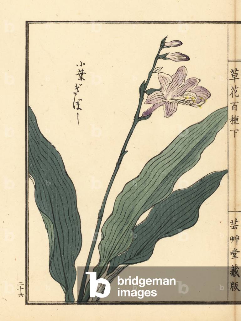 Handcoloured print by Kono Bairei for 'One Hundred Varieties of Flowers', Tokyo, Yamada, 1901