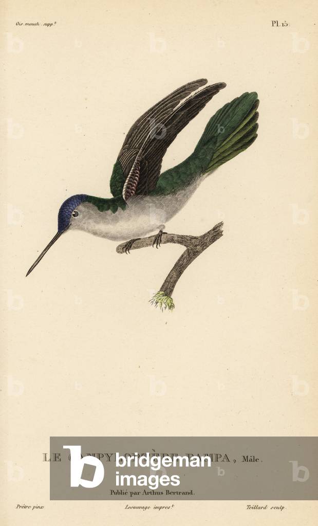 Wedge-tailed sabrewing, Campylopterus pampa (Ornismya pampa). Male. Handcolored steel engraving by Coutant after an illustration by Jean-Gabriel Pretre from Rene Primevere Lesson's Natural History of the Colibri Genus of Hummingbirds.