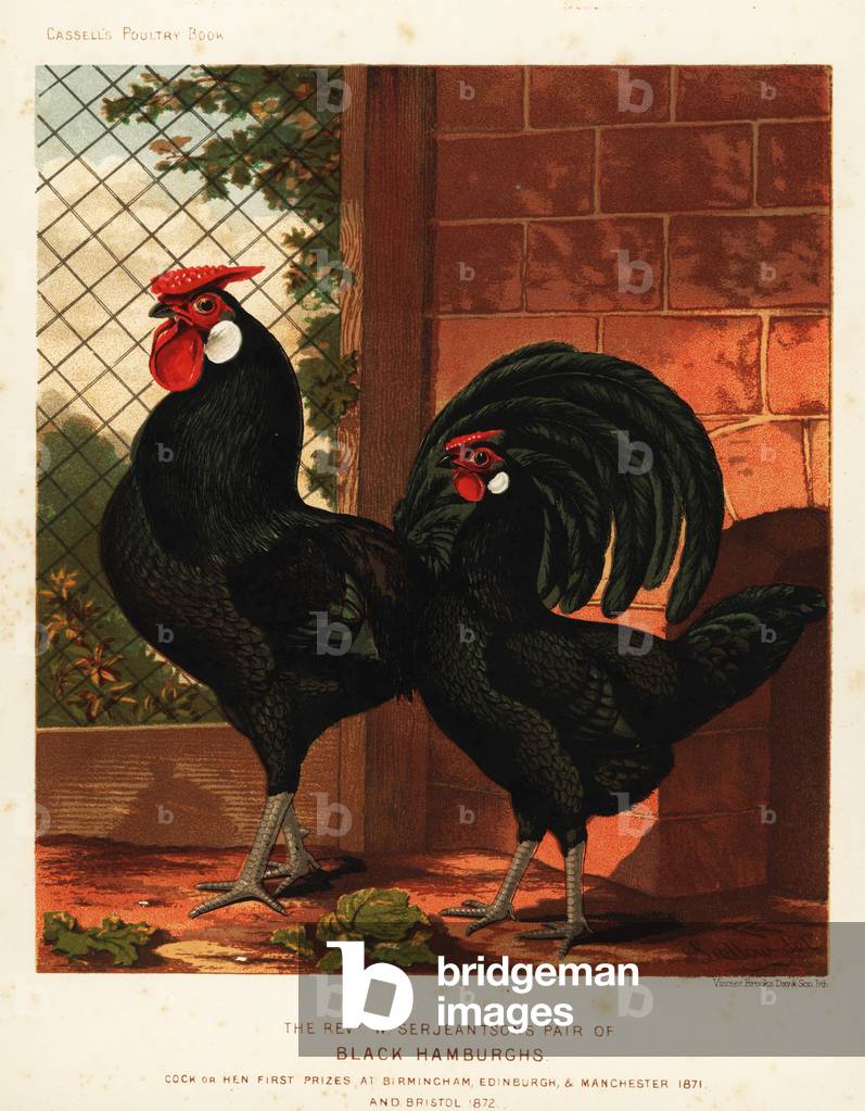 Black Hamburgh cock and hen, 1872 (chromolithograph)