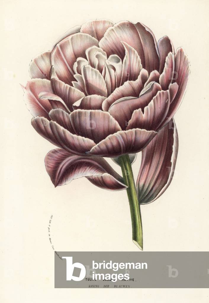 Tulip variety, Koning der Blauwen, double hative tulip, Tulipa gesneriana. Handcoloured lithograph from Louis van Houtte and Charles Lemaire's Flowers of the Gardens and Hothouses of Europe, Flore des Serres et des Jardins de l'Europe, Ghent, Belgium, 1857.