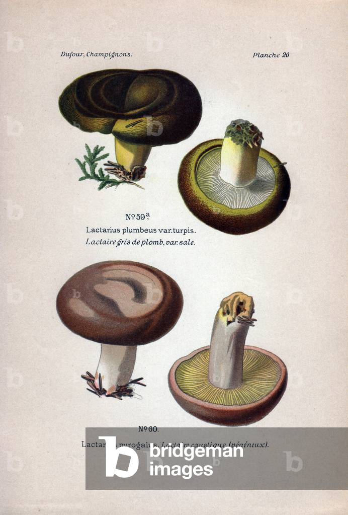 Description of mushrooms, seen from above and below: Lead grey lactar, dirty and caustic (venenous) lactar variete.