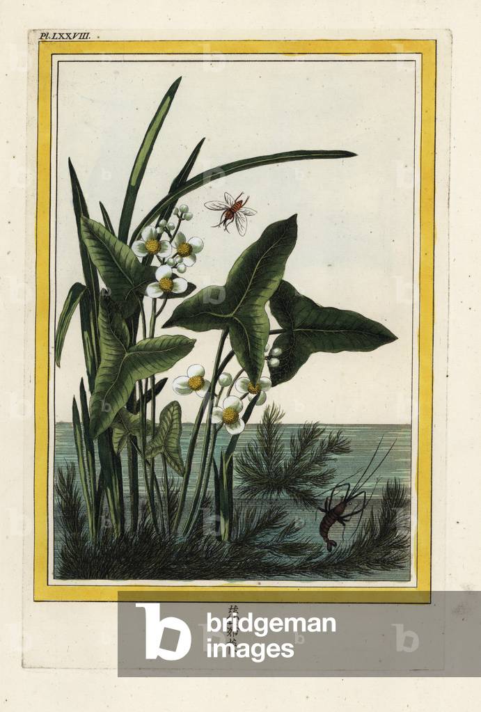 Aquatic Sagittaria, Sagittaria aquatica. Arrowhead, Sagittaria sagittifolia. Handcoloured etching from Pierre Joseph Buchoz 'Precious and illuminated collection of the most beautiful and curious flowers, grown both in the gardens of China and in those of Europe, Paris, 1776.