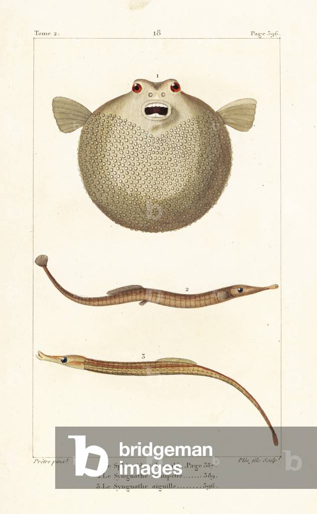 Bandtail puffer, Sphoeroides spengleri, Sargassum pipefish, Syngnathus typhle, and greater pipefish, Syngnathus acus. Handcoloured copperplate engraving by Plee Jr. after an illustration by Jean-Gabriel Pretre from Bernard Germain de Lacepede's Natural History of Oviparous Quadrupeds, Snakes, Fish and Cetaceans, Eymery, Paris, 1825.