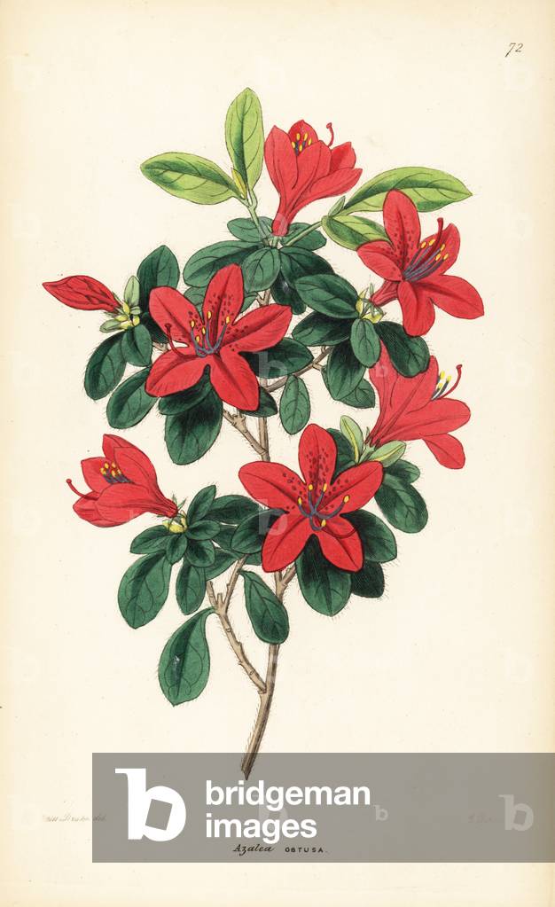 Azalee - Tsutsuji, Rhododendron indicum (Blunt-leaved azalea, Azalea obtusa). Handcoloured copperplate engraving by G. Barclay after Miss Sarah Drake from John Lindley and Robert Sweet's Ornamental Flower Garden and Shrubbery, G. Willis, London, 1854.