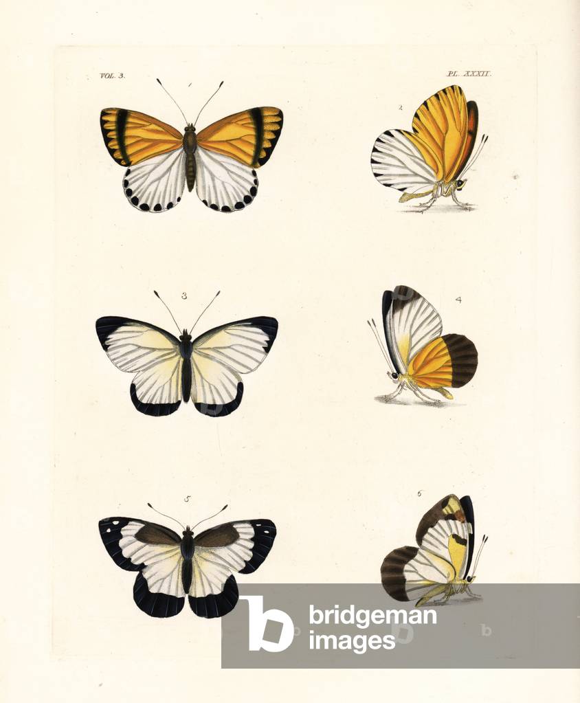 Common dotted border butterfly, Mylothris rhodope 1,2, western dotted border, Mylothris chloris 3,4, diverse white or African albatross, Appias epaphia, upper side 5, under side 6. Handcoloured lithograph from John O. Westwood's new edition of Dru Drury's “” Illustrations of Exotic Entomology,”” Bohn, London, 1837.