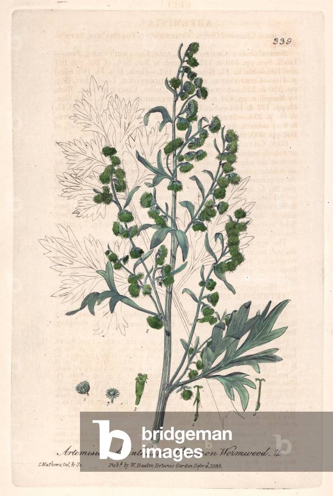 Absinthe or Sagebrush (Artemisia absinthium) - Botanical Plate by Isaac Russell, engraved by Charles Matthews, taken from “English Botanical Phenomenes” by William Baxter (1788-1871), 1837