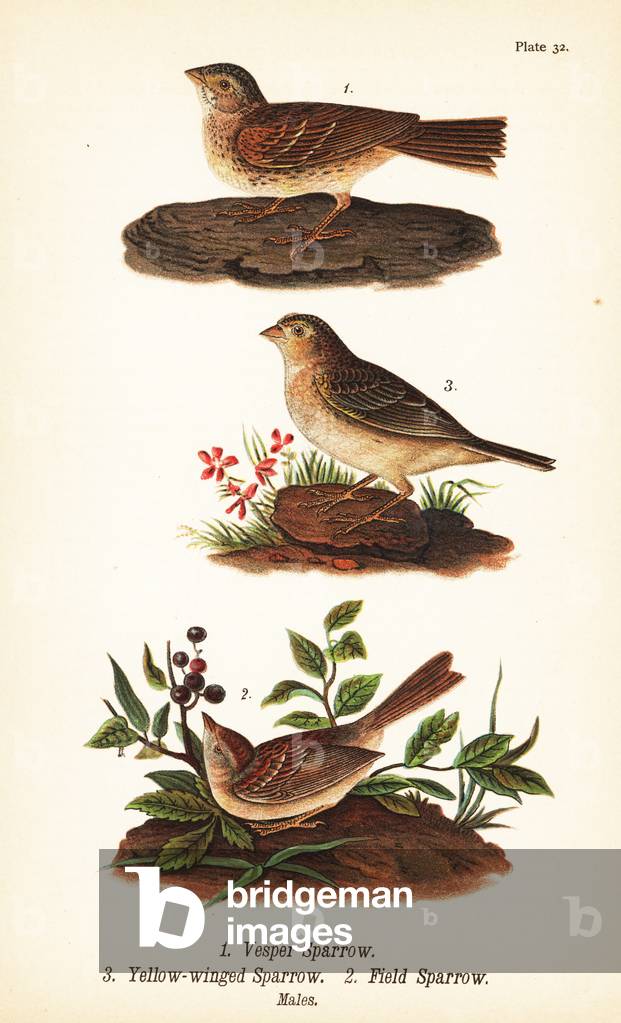 Vesper sparrow, Pooecetes gramineus 1, grasshopper sparrow, Ammodramus savannarum 2 and field sparrow, Spizella pusilla 3
