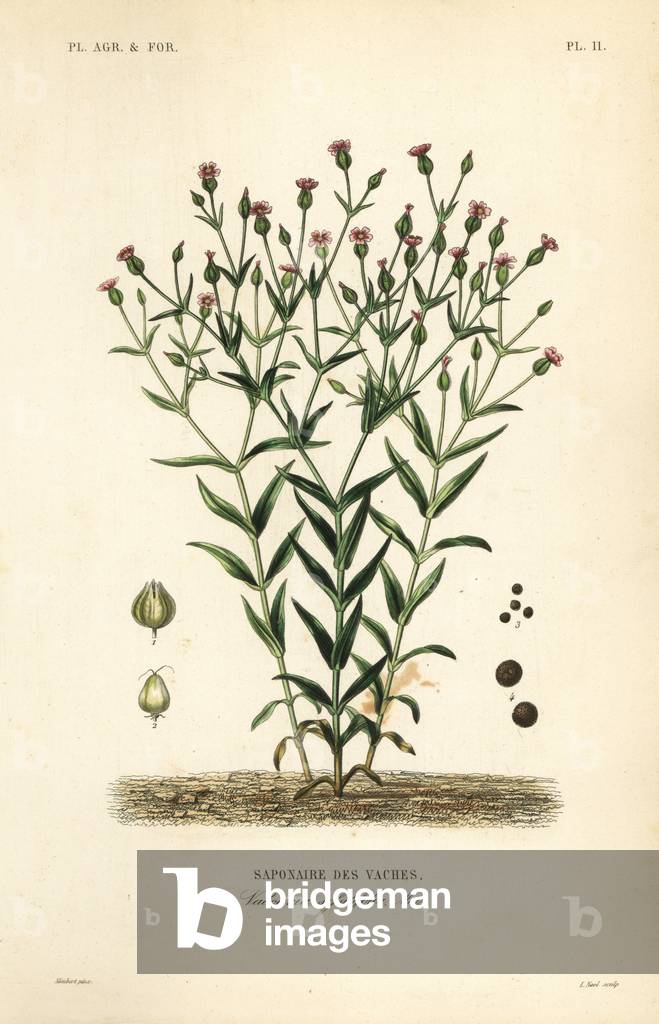 Cowherb, Vaccaria hispanica, Vaccaria sessilifolia, Saponaire des Vaches