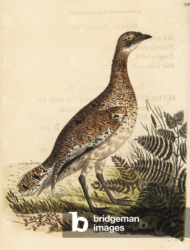 Little bustard, Tetrax tetrax (Otis tetrax). Illustration drawn and engraved by Richard Polydore Nodder. Handcoloured copperplate engraving from George Shaw and Frederick Nodder's The Naturalist's Miscellany, London, 1802.