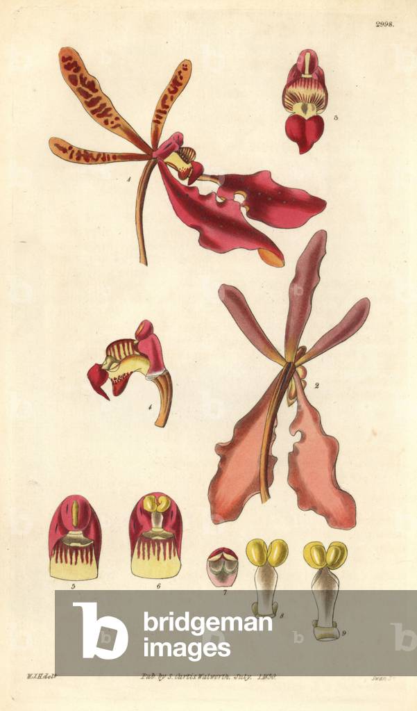 Detail and section of the flower of the orchid renanthera (Renanthera coccinea) Illustration by William Jackson Hooper (1785-1865), engraving by Swan, for the botanical magazine of William Curtis, 1829