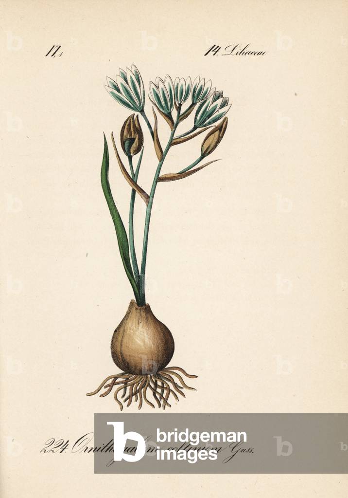 Ornithogale of the hills or with tight leaves - Ornithogalum collinum. Handcoloured lithograph from Diederich von Schlechtendal's German Flora (Flora von Deutschland), Jena, 1871