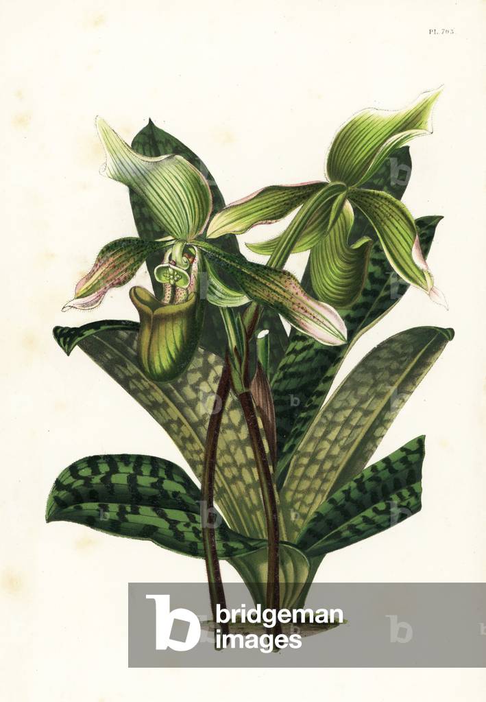 Java paphiopedilum orchid, Paphiopedilum javanicum (Cypripedium javanicum). Handcoloured lithograph from Louis van Houtte and Charles Lemaire's Flowers of the Gardens and Hothouses of Europe, Flore des Serres et des Jardins de l'Europe, Ghent, Belgium, 1851.