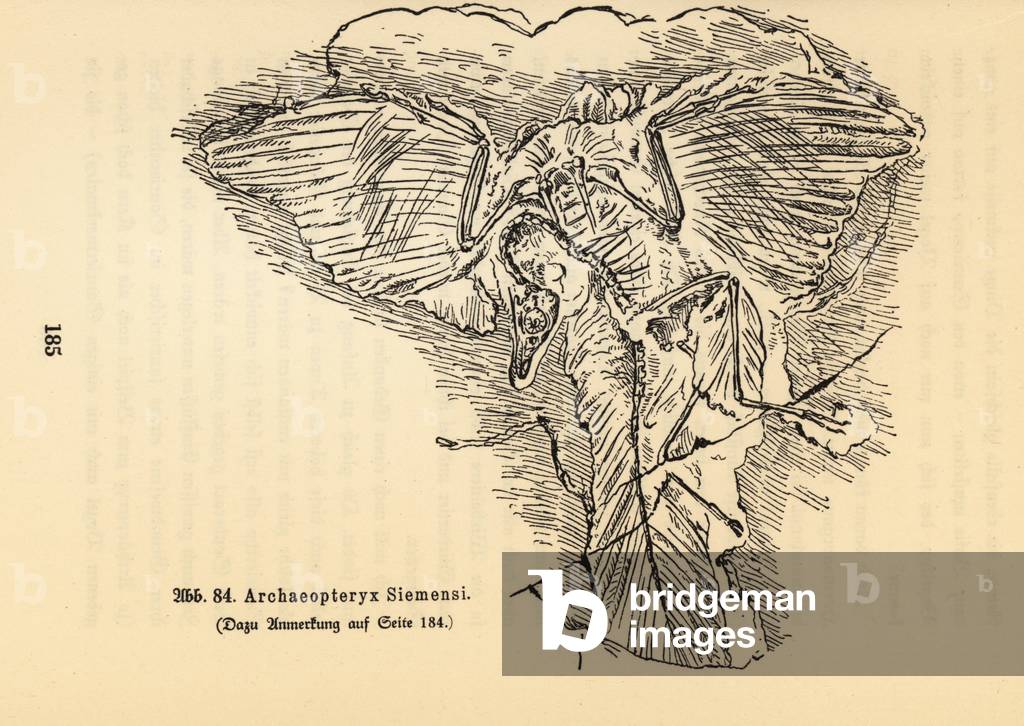 Fossil skeleton of an extinct Archaeopteryx siemensii.
