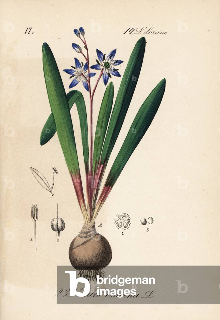 Sealer variete, native to Asia Minor - Star squill or star hyacinth, Scilla amoena - Handcoloured lithograph from Diederich von Schlechtendal's German Flora (Flora von Deutschland), Jena, 1871